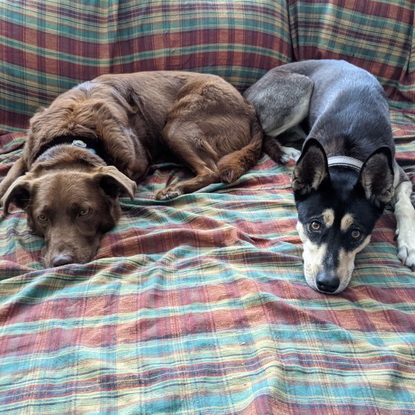 Hunde-Kumpels auf einer Decke