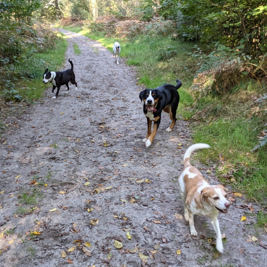 Hunde-Kumpels, Auslauf im Wald, Bredower Forst