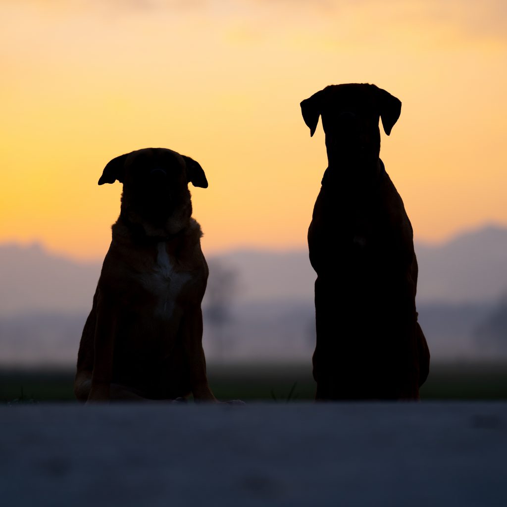 Hunde-Kumpels am Abend