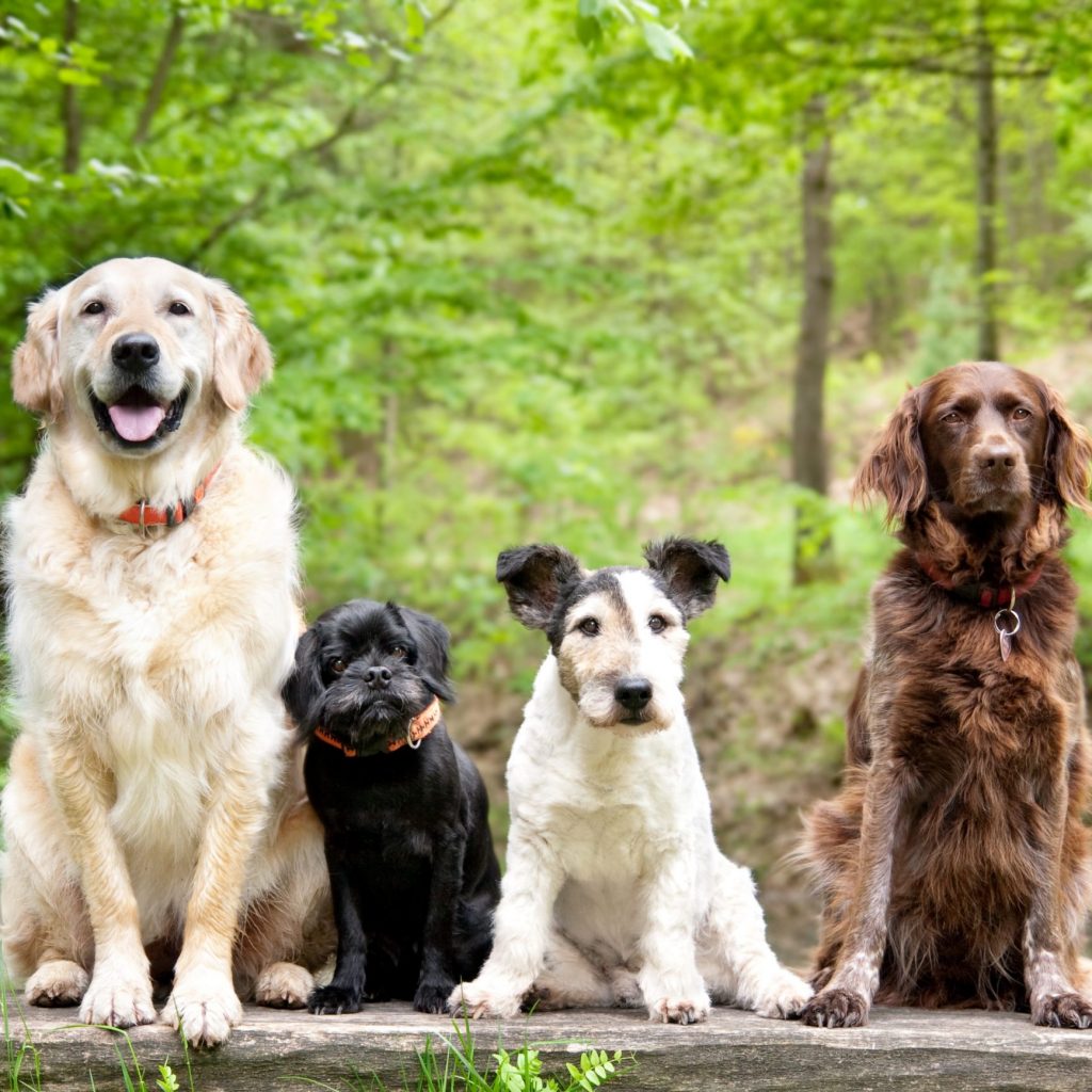 Hund-Kumpels Hundegruppe im Wald