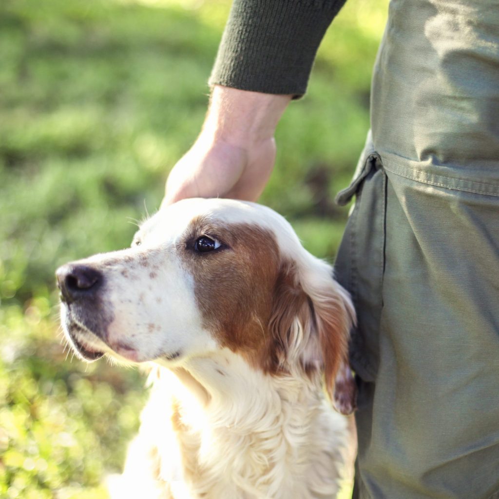 Englischer Setter beim Hundetraining, Hunde-Kumpels