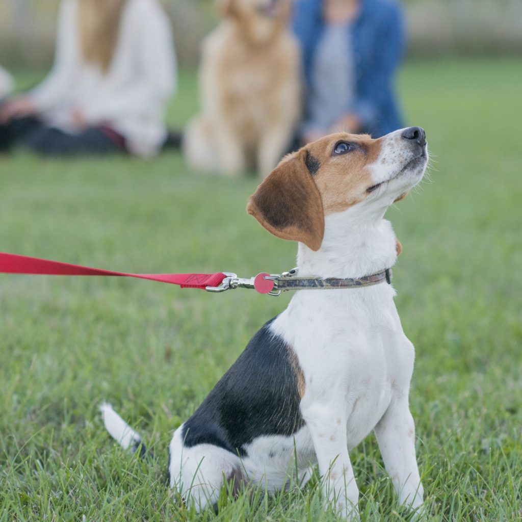 Beagle in der Hundeschule, Hunde-Kumpels