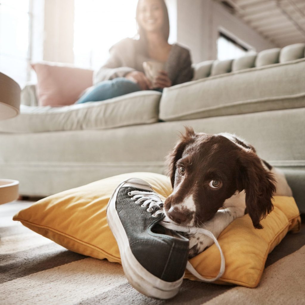 Welpe mit Schuh, Hunde-Kumpels